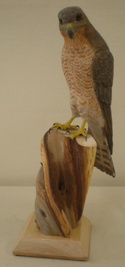 sharp shinned hawk
