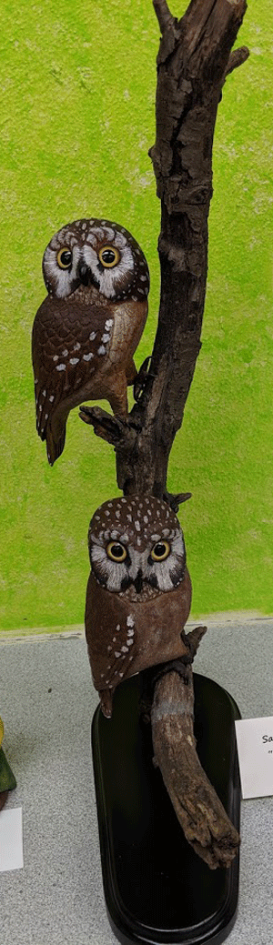saw-whet owls